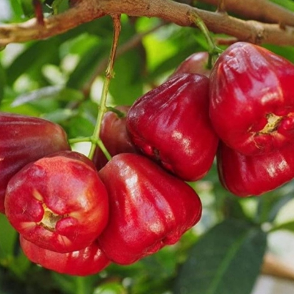 Red wax apple seeds
